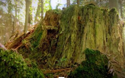 Louise Warren: Fragments